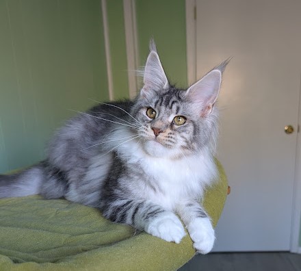 Bee Monterini - Kitten maine-coon 5 months 0.5 weeks