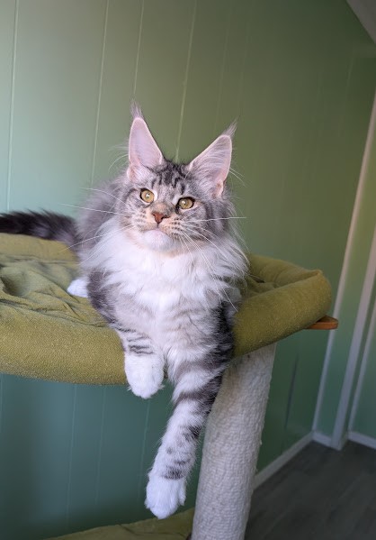 Bee Monterini - Kitten maine-coon 5 months 0.5 weeks