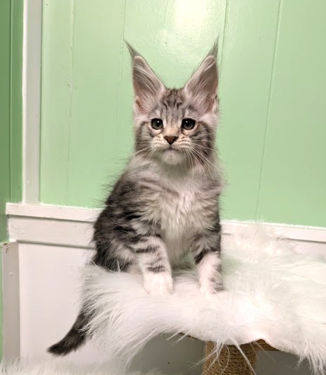 Bee Monterini - Kitten maine-coon 2 months 1.5 week