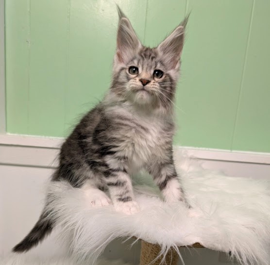 Bee Monterini - Kitten maine-coon 2 months 1.5 week