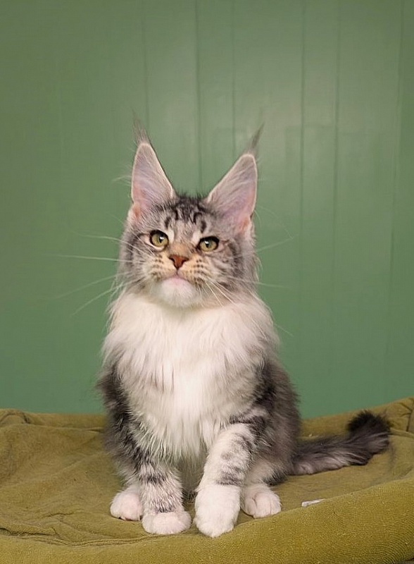 Bee Monterini - Kitten maine-coon 4 months