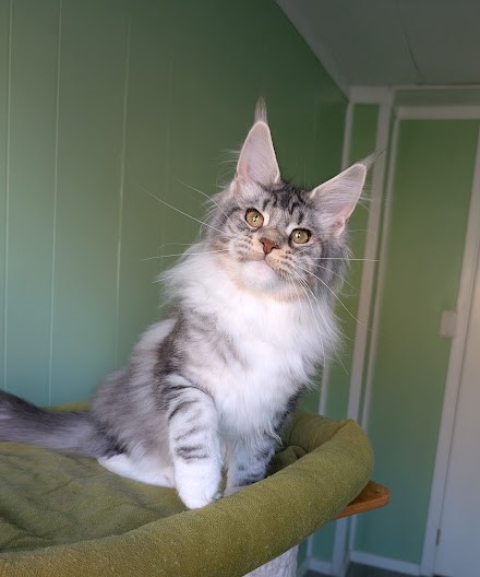 Bee Monterini - Kitten maine-coon 5 months 0.5 weeks