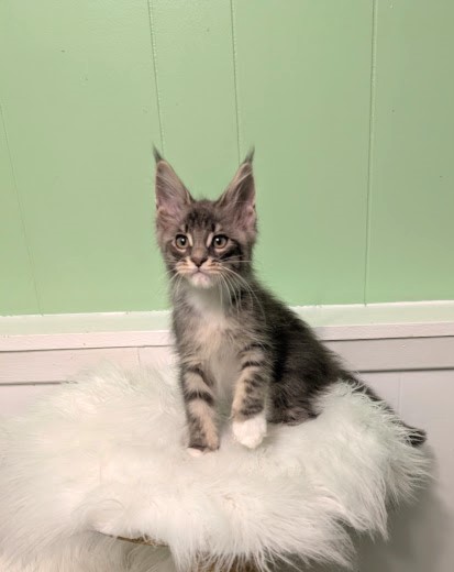 Benedicta Monterini - Кошеня мейн-кун 2 місяця 1,5 тиждень