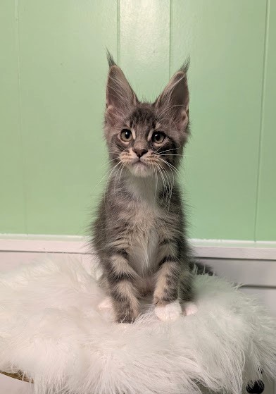 Benedicta Monterini - Кошеня мейн-кун 2 місяця 1,5 тиждень