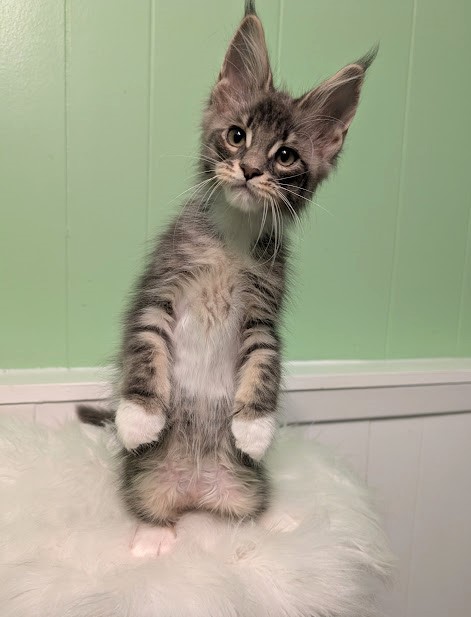 Benedicta Monterini - Кошеня мейн-кун 2 місяця 1,5 тиждень