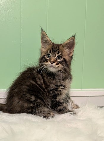Cascade  Monterini - Kitten maine-coon 2 months 1 week