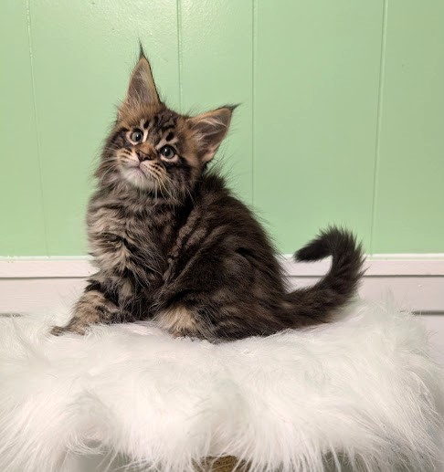 Cascade  Monterini - Kitten maine-coon 2 months 1 week