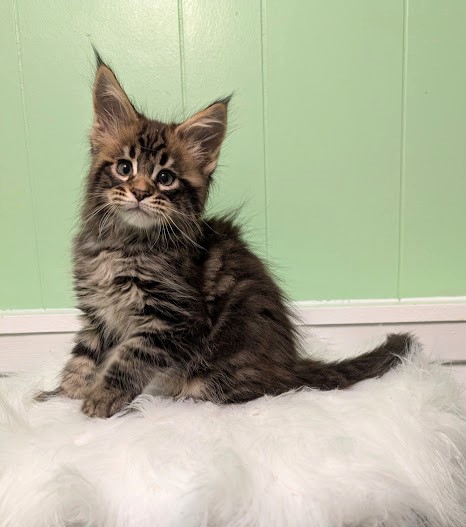 Cascade  Monterini - Kitten maine-coon 2 months 1 week