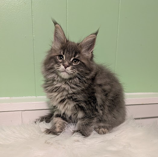 Cinnabon Monterini - Кошеня мейн-кун 2 місяця 1 тиждень