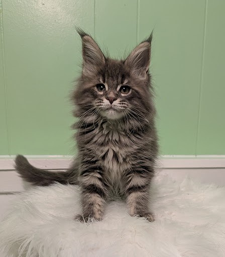 Cinnabon Monterini - Кошеня мейн-кун 2 місяця 1 тиждень