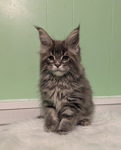 Cinnabon Monterini - Кошеня мейн-кун 2 місяця 1 тиждень