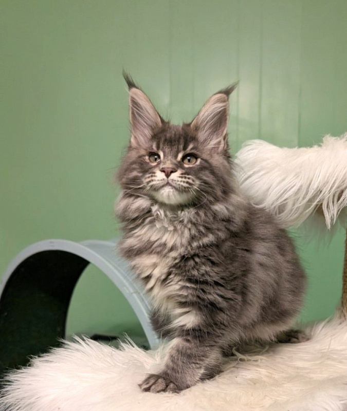 Cinnabon Monterini - Кошеня мейн-кун 2 місяця 3,5 тижні