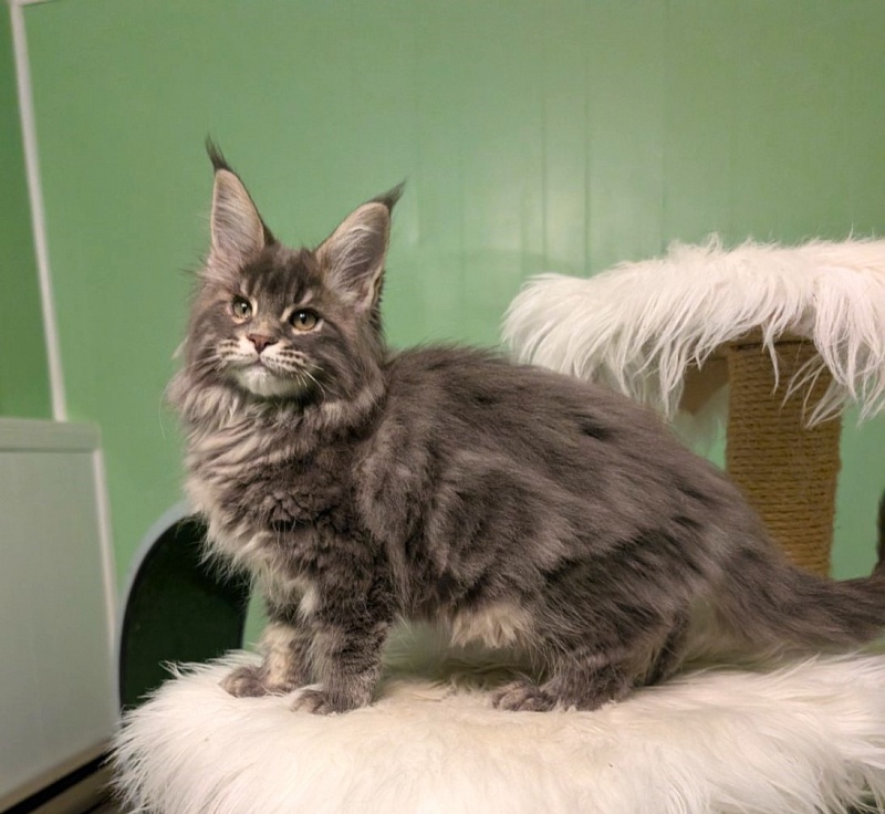 Cinnabon Monterini - Кошеня мейн-кун 2 місяця 3,5 тижні