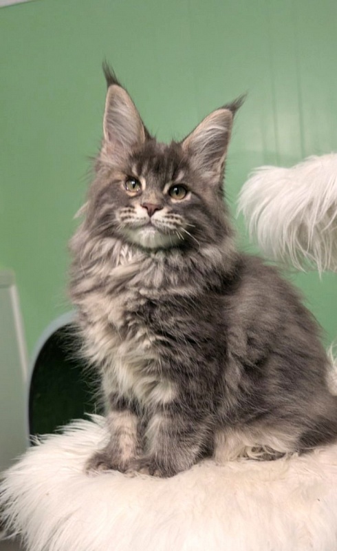 Cinnabon Monterini - Кошеня мейн-кун 2 місяця 3,5 тижні