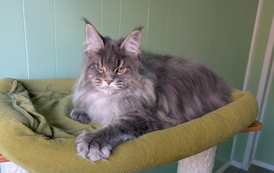 Cinnabon Monterini - Кошеня мейн-кун 4 місяця 4 тижні