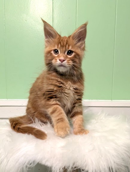 Citrus Monterini - Kitten maine-coon 2 months 1 week