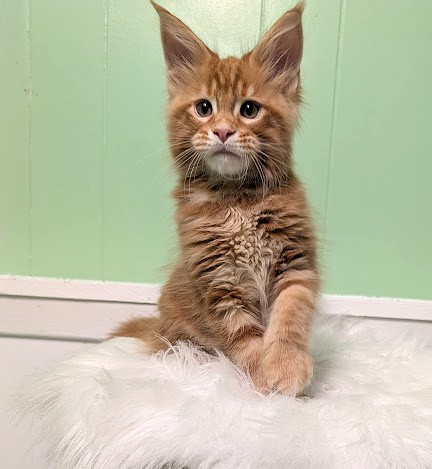 Citrus Monterini - Kitten maine-coon 2 months 1 week