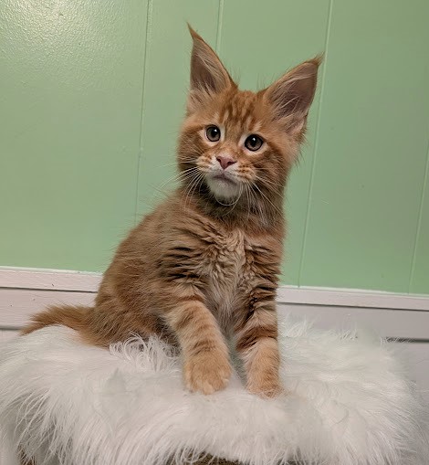 Citrus Monterini - Kitten maine-coon 2 months 1 week