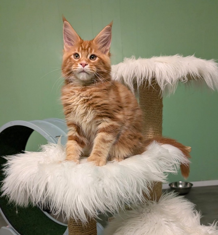 Citrus Monterini - Kitten maine-coon 2 months 4 weeks