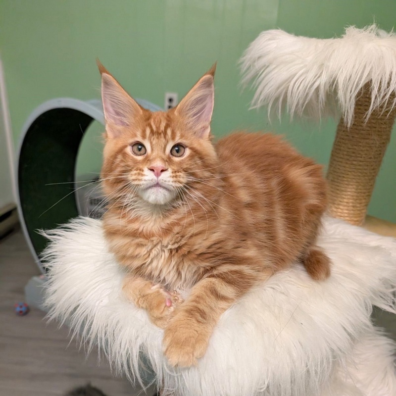 Citrus Monterini - Kitten maine-coon 2 months 4 weeks