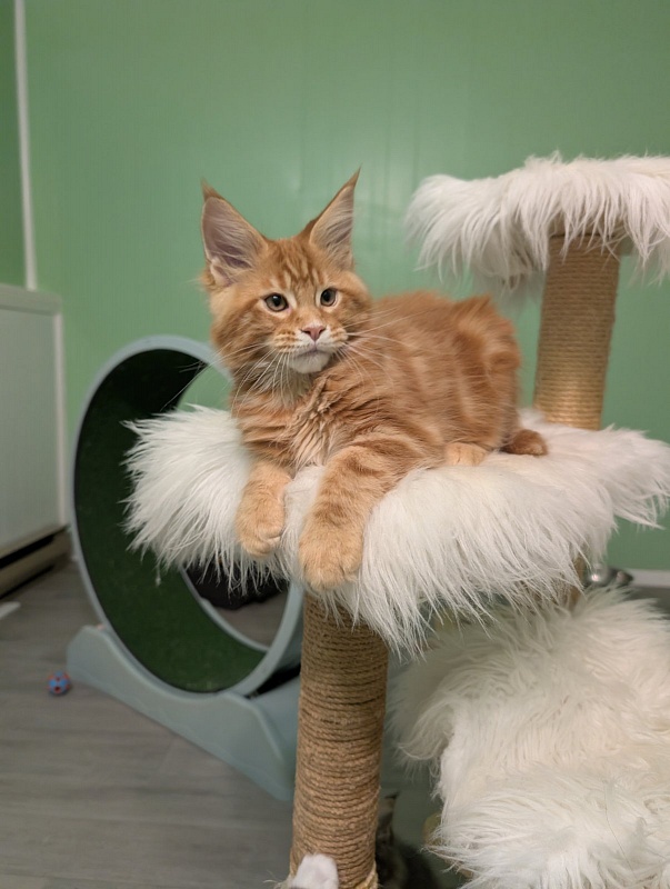 Citrus Monterini - Kitten maine-coon 2 months 4 weeks