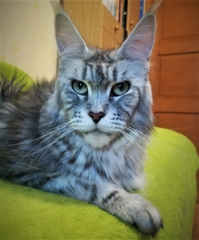 Candycoon's Ginny Comes Lately - Adult maine-coon 3.5 years