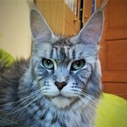 Candycoon's Ginny Comes Lately