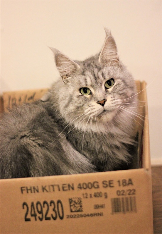 Candycoon's Ginny Comes Lately - Adult maine-coon 4 years 8 months 1 week