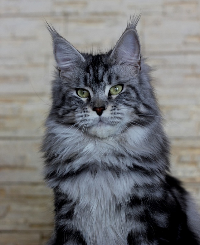 Candycoon's Ginny Comes Lately - Adult maine-coon 2 years 10 months 1 week