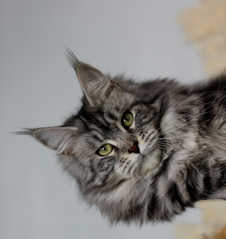 Candycoon's Ginny Comes Lately - Adult maine-coon 2 years 10 months 1 week