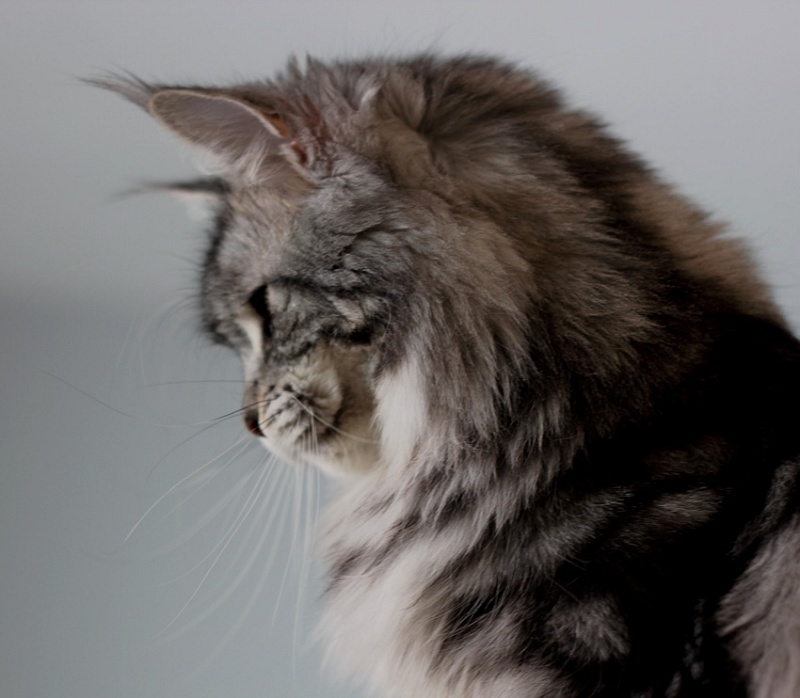 Candycoon's Ginny Comes Lately - Adult maine-coon 2 years 10 months 1 week