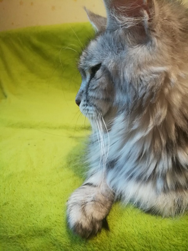 Candycoon's Ginny Comes Lately - Adult maine-coon 3.5 years