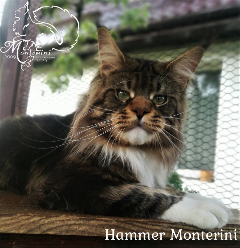 UA*Hammer Monterini - Adult maine-coon 1 year 2 weeks