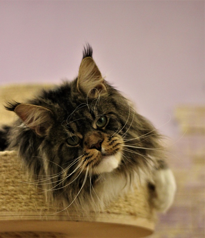 UA*Hammer Monterini - Adult maine-coon 1 year 7 months 2 weeks