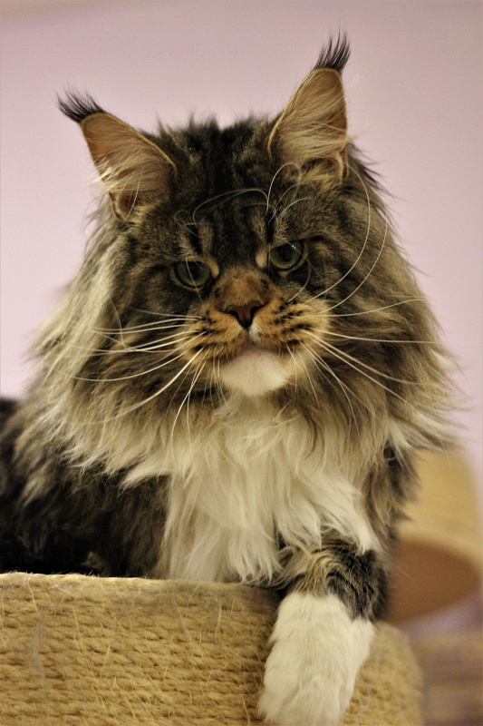 UA*Hammer Monterini - Adult maine-coon 1 year 7 months 2 weeks