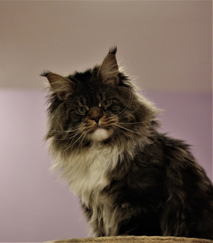 UA*Hammer Monterini - Adult maine-coon 1 year 7 months 2 weeks