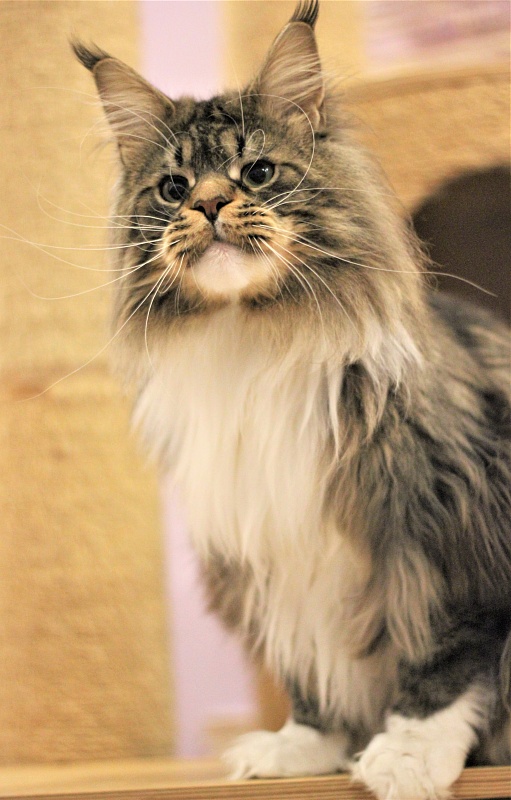 UA*Hammer Monterini - Adult maine-coon 11 months