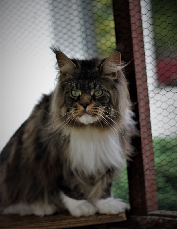 UA*Hammer Monterini - Adult maine-coon 2 years 2.5 weeks