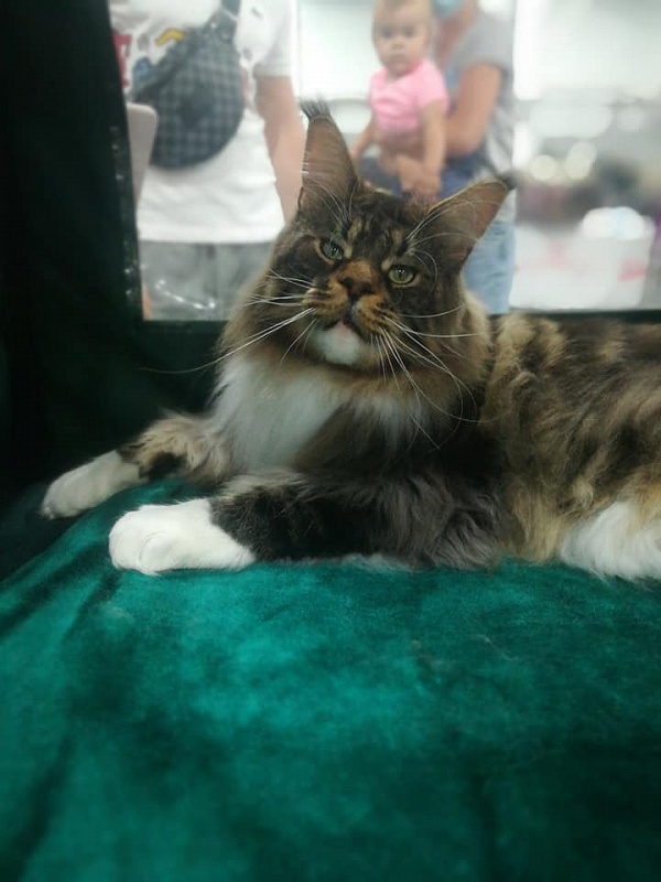 UA*Hammer Monterini - maine-coon