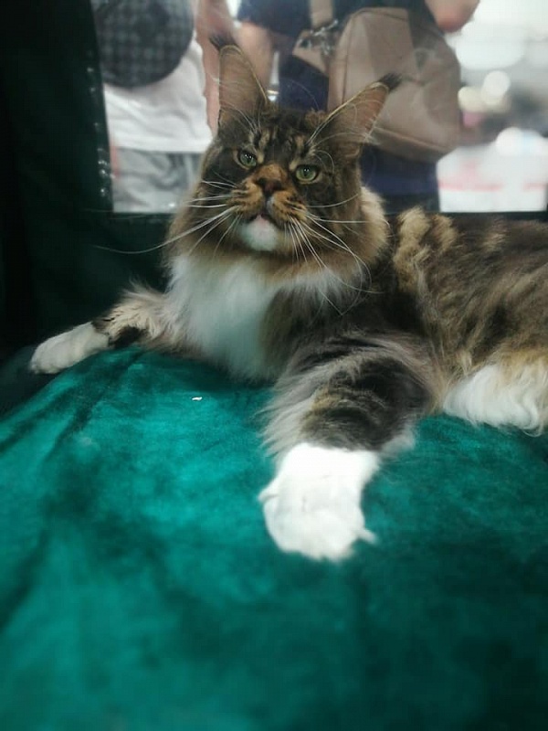 UA*Hammer Monterini - maine-coon