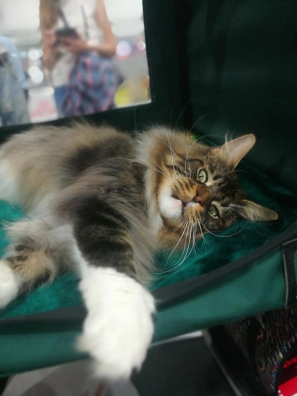 UA*Hammer Monterini - maine-coon