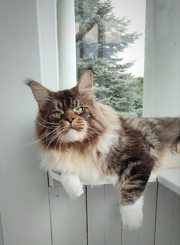 UA*Hammer Monterini - Adult maine-coon 4 years 2 months 3.5 weeks