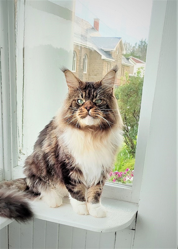 UA*Hammer Monterini - Adult maine-coon 4 years 2 months 3.5 weeks