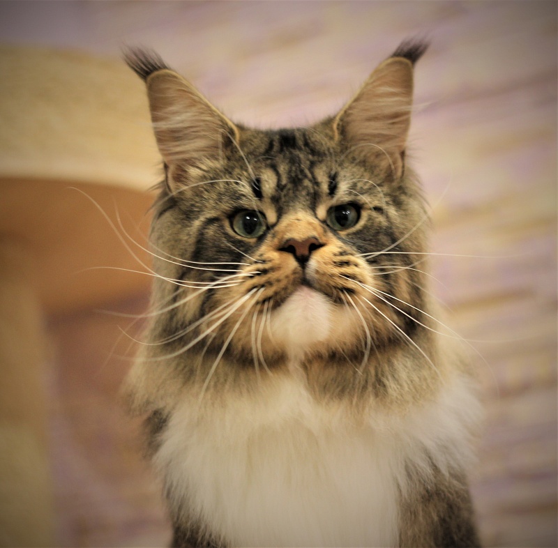 UA*Hammer Monterini - Adult maine-coon 1 year 5 months 4 weeks