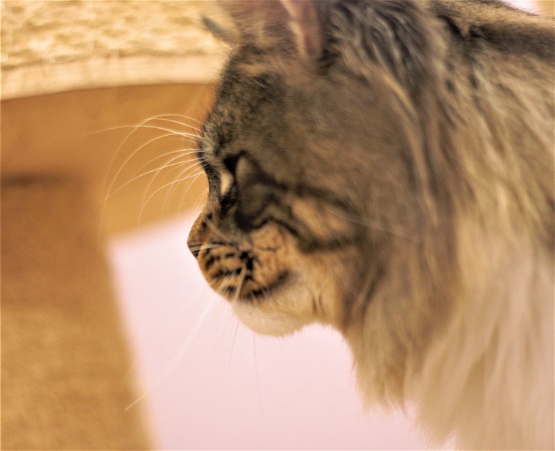 UA*Hammer Monterini - Adult maine-coon 1 year 5 months 4 weeks