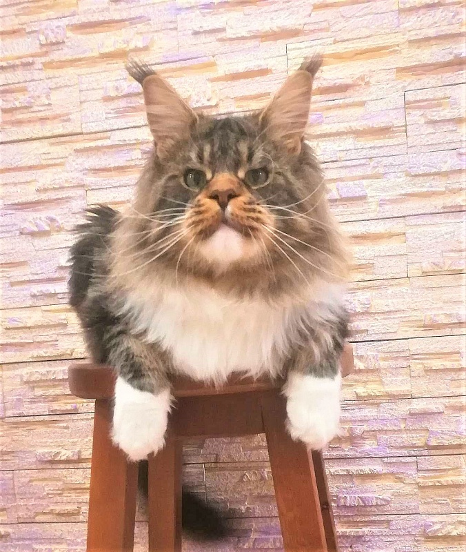 UA*Hammer Monterini - Adult maine-coon 1 year 6 months 3 weeks