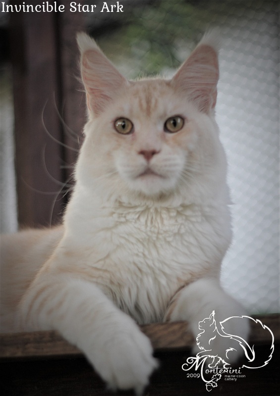 Invincible Star Ark - Adult maine-coon 10 months 1.5 week
