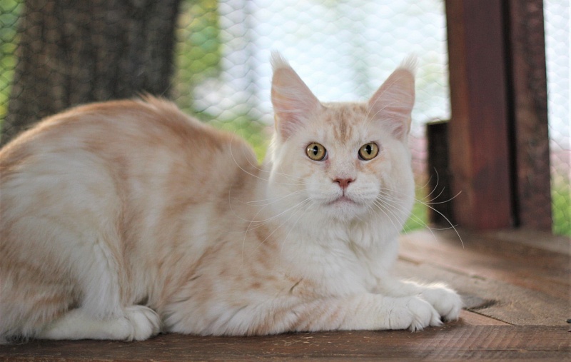 Invincible Star Ark - Adult maine-coon 10 months 1.5 week