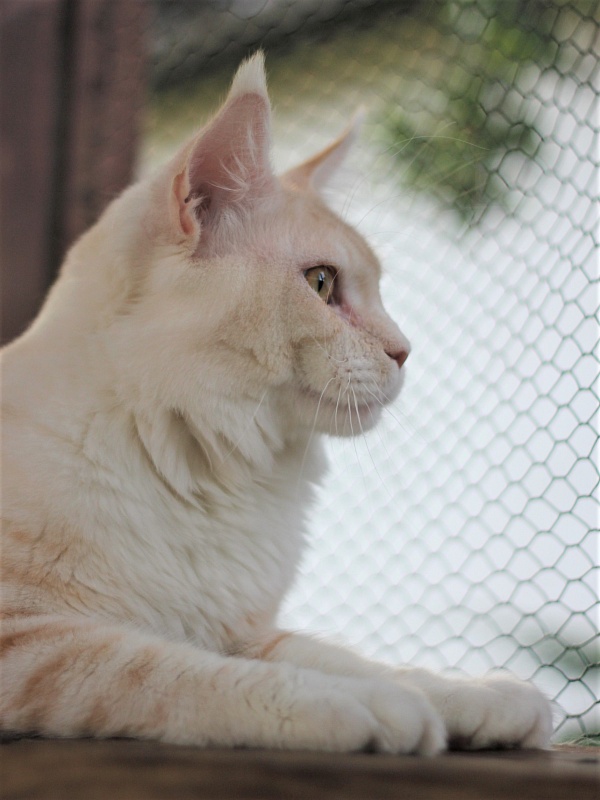 Invincible Star Ark - Adult maine-coon 10 months 1.5 week