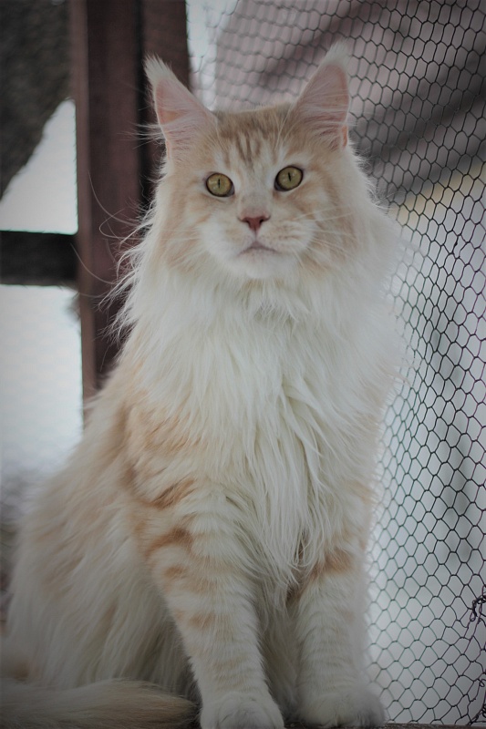 Invincible Star Ark - Adult maine-coon 1 year 4 months 1.5 week